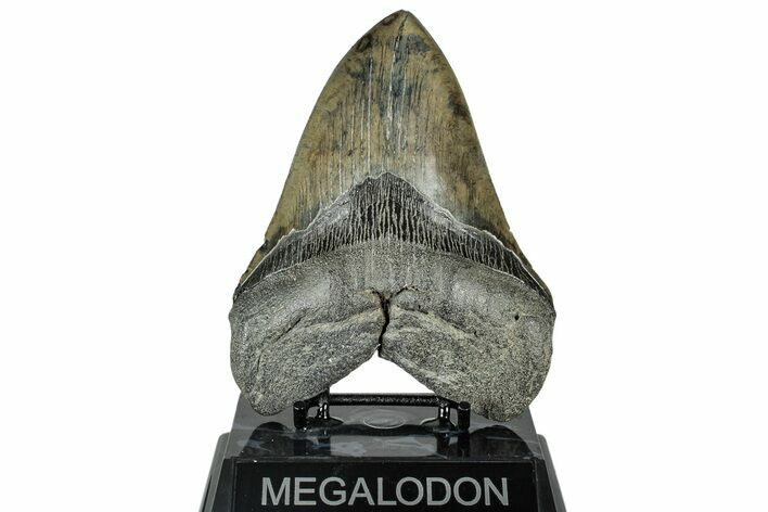 Fossil Megalodon Tooth - South Carolina #315441